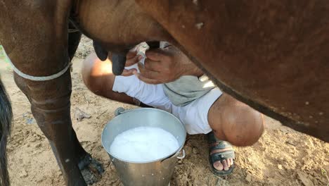 Ein-Bauer,-Der-Morgens-Milch-Von-Einer-Kuh-Holt