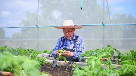 farmer checking fresh organic vegetable in hydroponic smart farm, produce harvest vegetable  agriculture with business, healthy clean food concept.