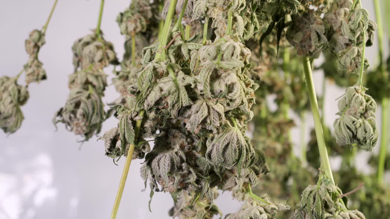 성장 텐트에서 건조 대마초 식물의 돌리 샷