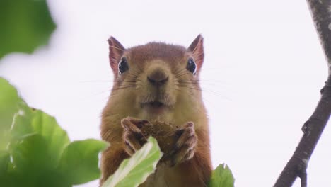 close up looking at squirrel holding nut and chewing on it