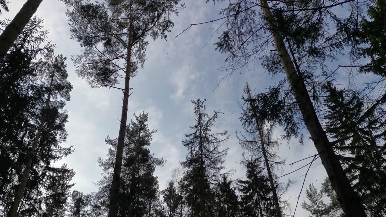 el pino está siendo cortado y cayendo en el bosque, vista de bajo ángulo contra el cielo