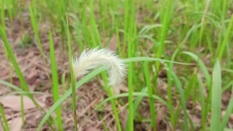 close up of weed grass flowers