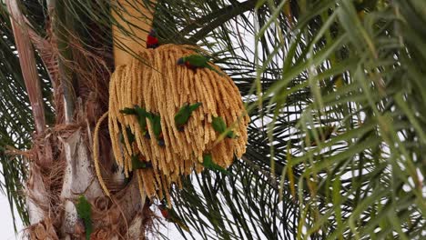 colorful bird eating among palm fronds