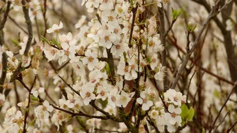 Weiße-Kirschblüten-Bewegen-Sich-In-Der-Mitte-Des-Schusses-Im-Wind
