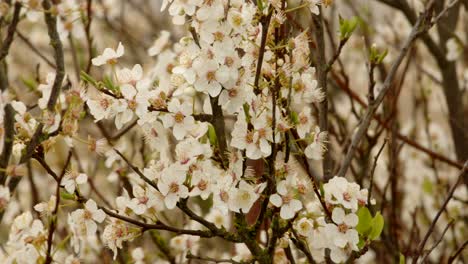 mid shot white cherry blossom moving in the wind