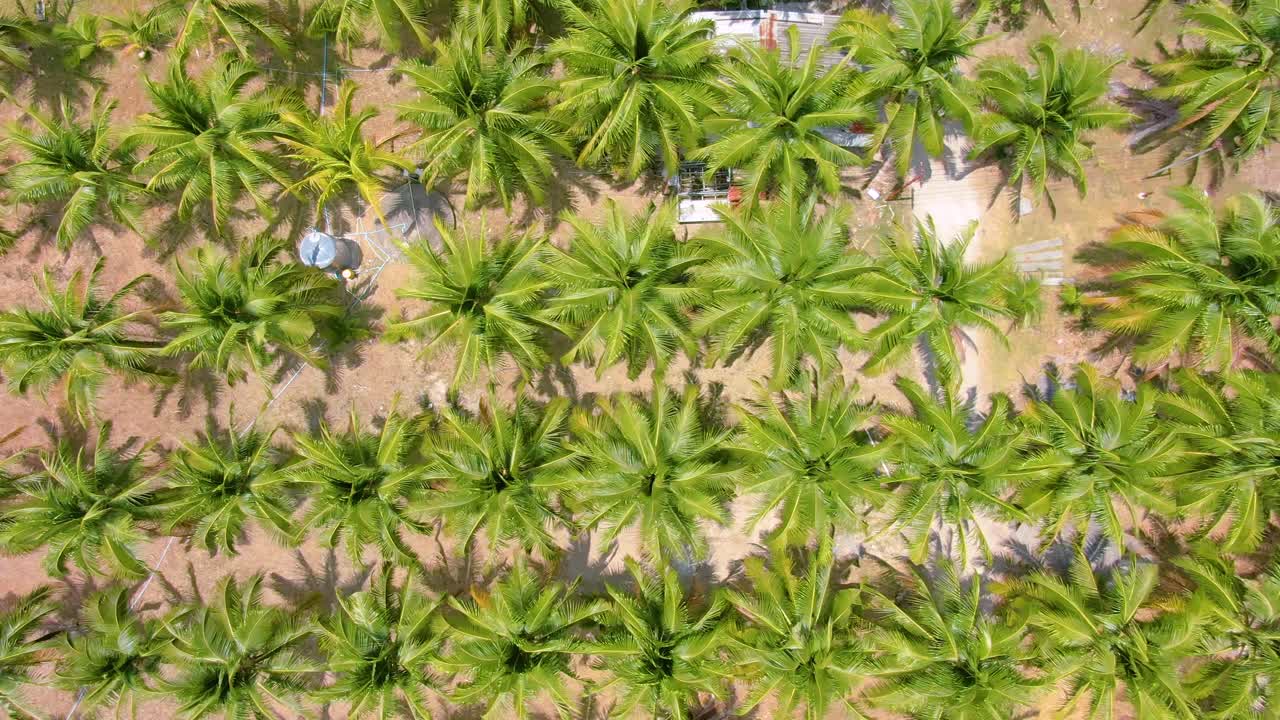 vista aérea de una plantación de coco