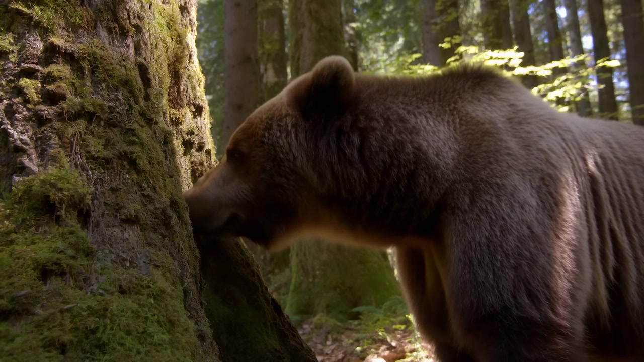 Oso pardo olfateando un árbol cubierto de musgo, primer plano de perfil en un bosque templado con luz solar moteada a través del dosel