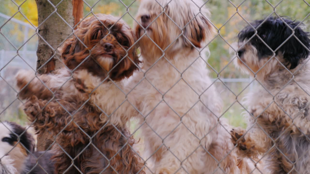 주인을 기다리는 새장 그물 뒤에 많은 개