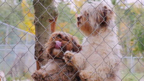 a lot of dogs behind the net of the aviary waiting for the owner