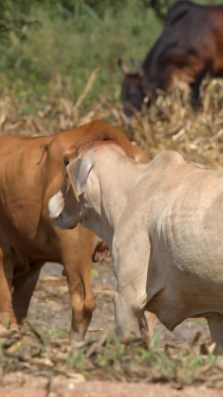 Una mandria di bovini Brahman cammina attraverso un campo secco e raccolto sotto la luce intensa del sole.