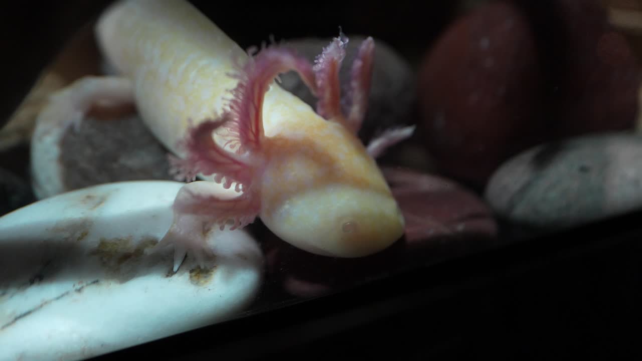 Axolotl, iconic amphibian native to Mexico, critically endangered and originally from the ancient lakes of Xochimilco, facing urgent need for conservation and habitat restoration