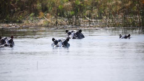 Una-Manada-De-Hipopótamos-Que-Asoma-La-Cabeza-Por-Encima-Del-Agua,-Cuando-Río,-Namibia
