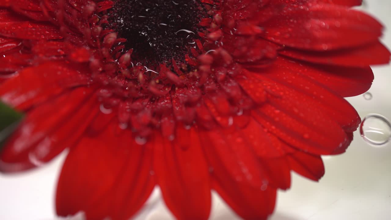 Primo piano di una margherita rossa che galleggia nell'acqua. Dettagli macro di petali bagnati.