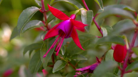 Hermosa-Cantidad-De-Flores-Hojas-Verdes-Tiro-A-Cámara-Lenta