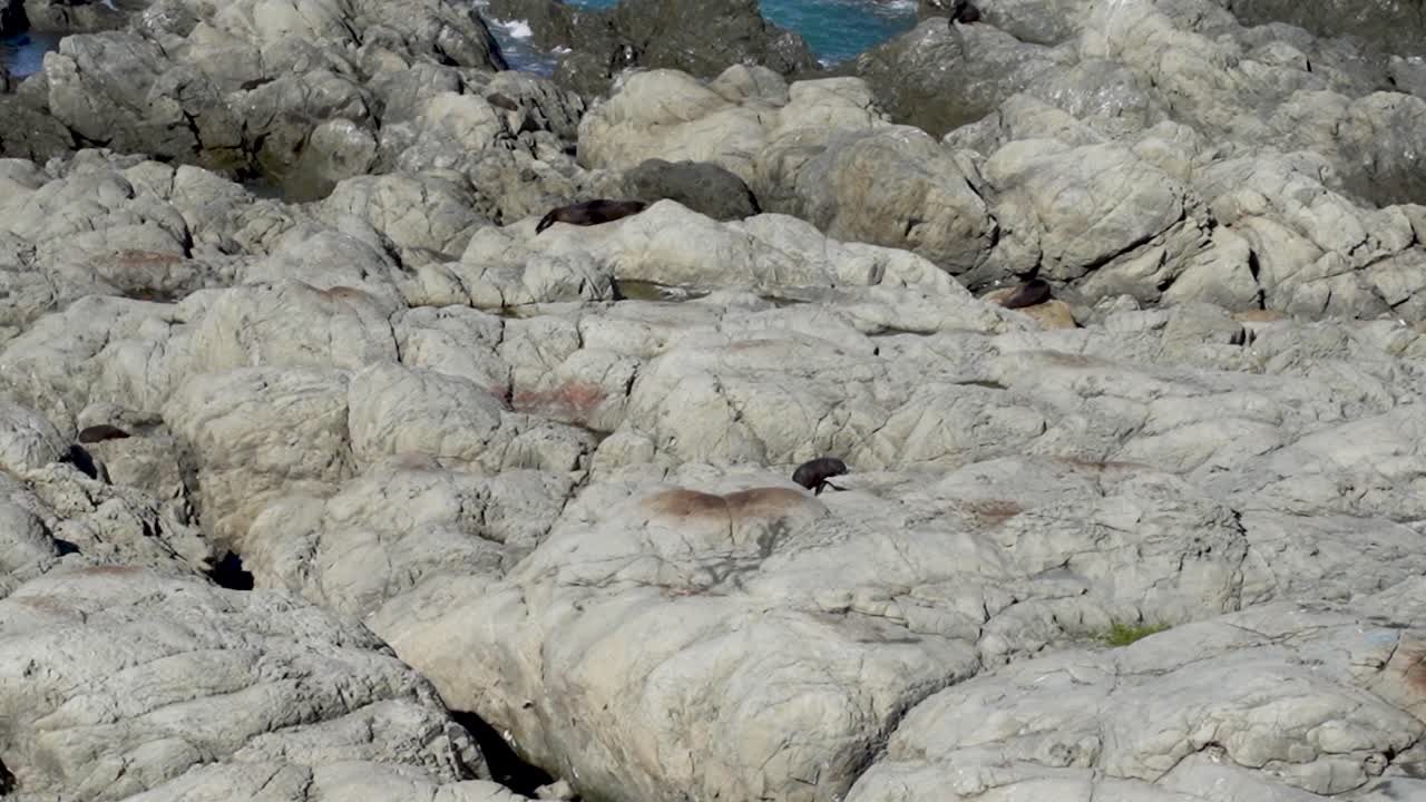 A baby seal climbs along rocks at Ohau Point Lookout in Kaikoura, New Zealand. The rocky coastline and crashing waves make for a charming and lively wildlife scene