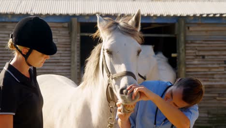 Veterinarian-examining-horse-in-ranch-4k