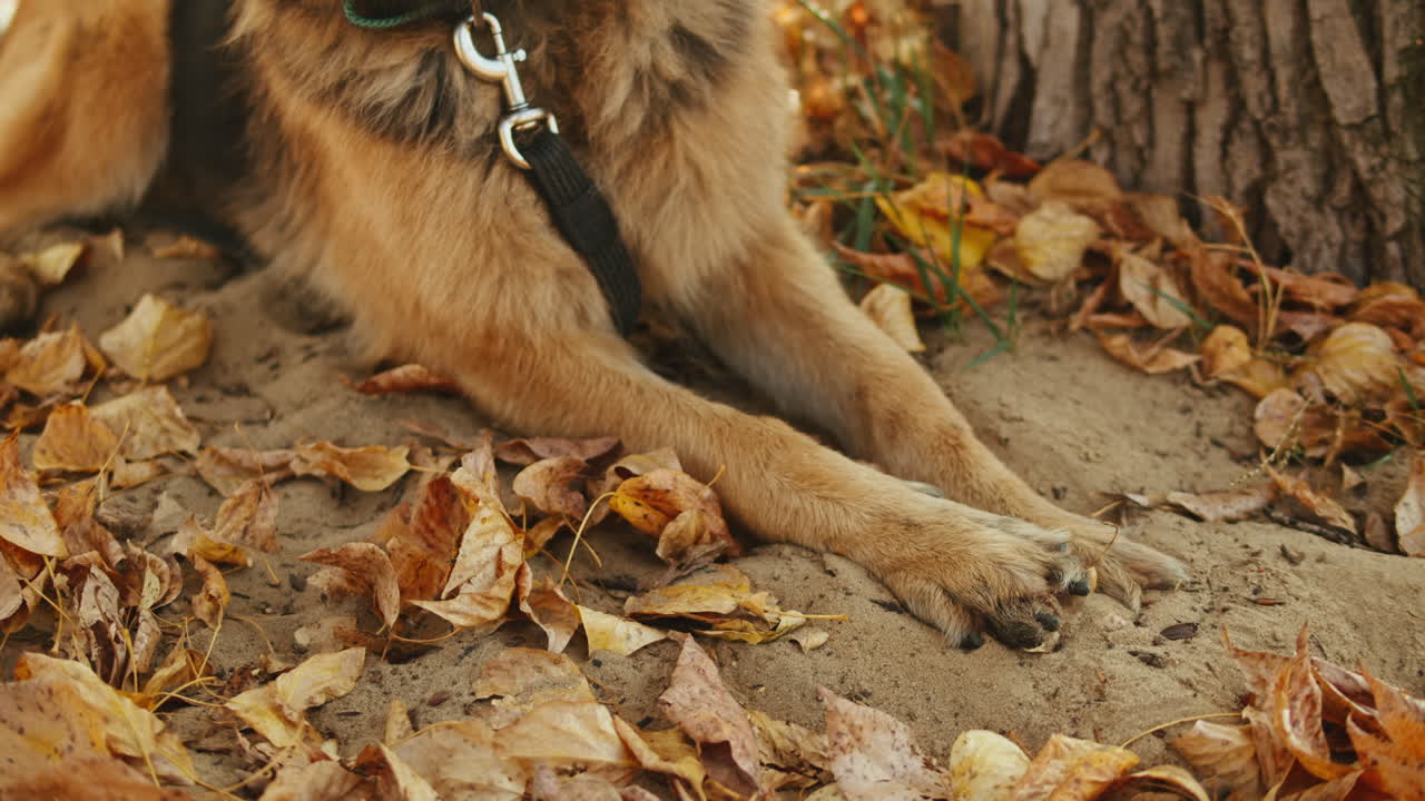 German Shepherd Dog Paws in Autumn Leaves