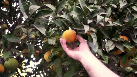 arrancar a mano naranja jugosa y sabrosa madura de un árbol cargado con un gran número de naranjas, agricultura orgánica de cítricos