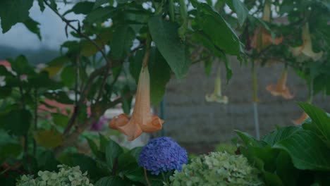 Footgae-De-Una-Planta-De-Hortensias-Filmada-En-Madeira,-Portugal,-En-El-Pueblo-Tradicional-De-Casas-En-Forma-De-A-En-Santana,-Filmada-Con-Movimiento-Cinematográfico