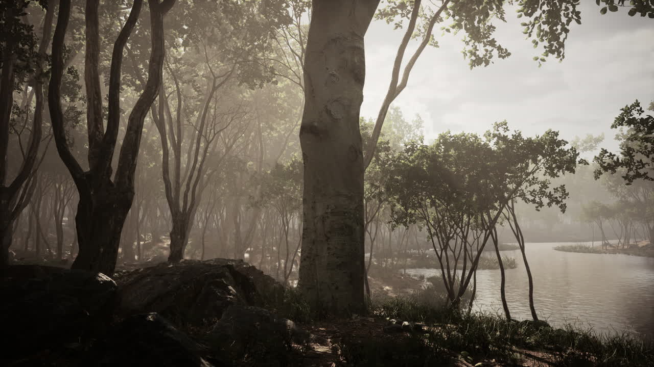 안개가 많은 아침에 숲 속의  ⁇ 빛