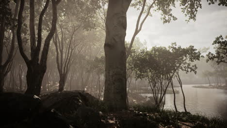 sunrays in a forest on a hazy morning