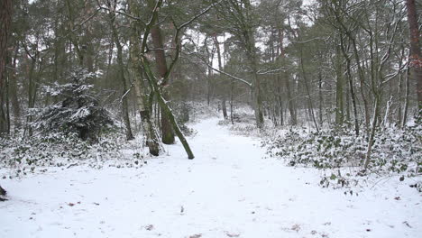 Ruta-De-Senderismo-Cubierta-De-Nieve-En-El-Bosque