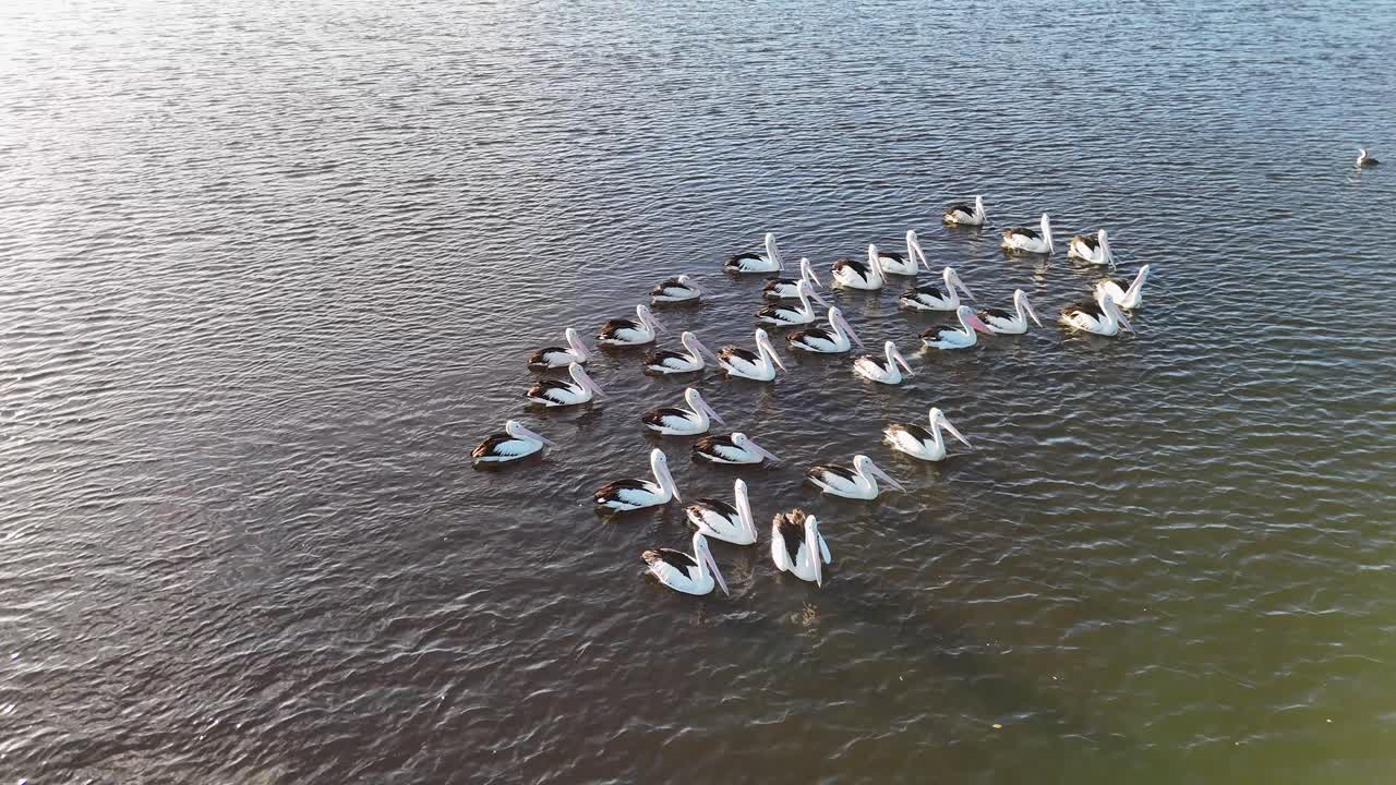 Aerial view of pelicans gracefully swimming in formation on a river at sunset, captured with smooth drone movement