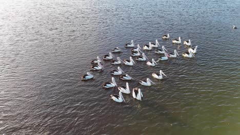 aerial view of pelicans gracefully swimming in formation on a river at sunset, captured with smooth drone movement