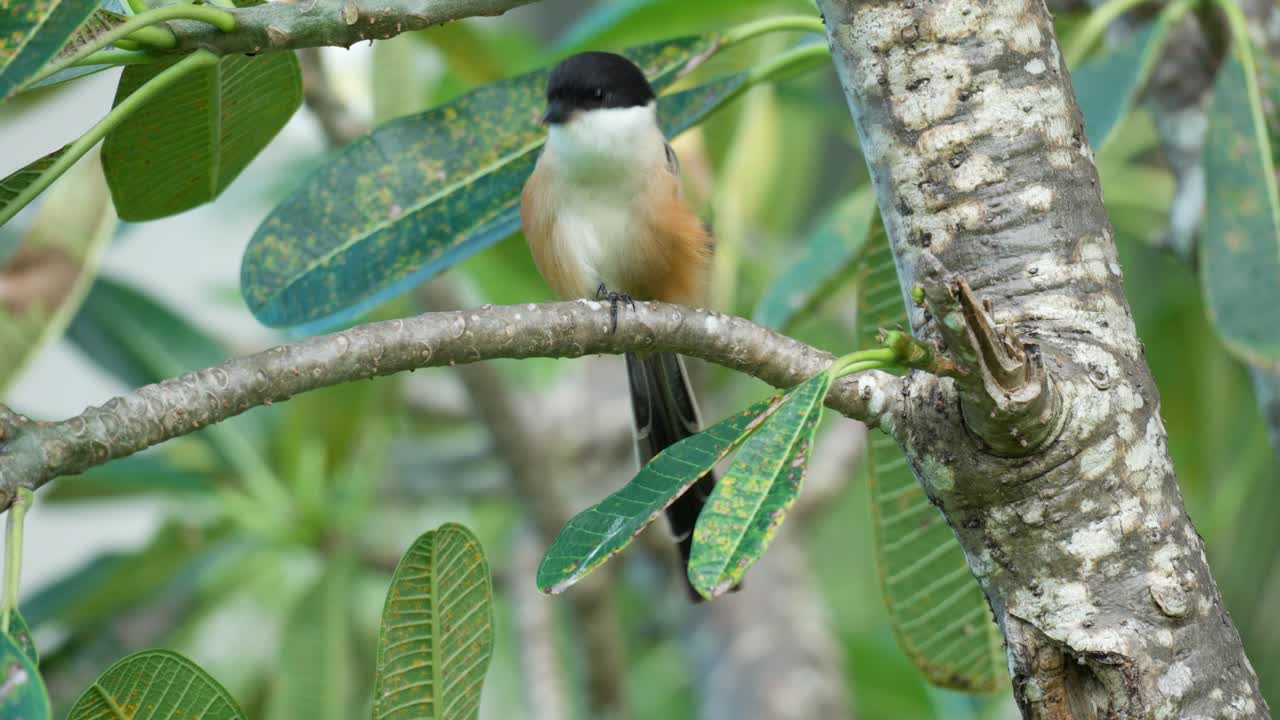 alcaudón de cola larga o pájaro de lomo rufo rascándose la cabeza con garras levantando las plumas de las mejillas posado en la rama de un árbol de plumeria tropical