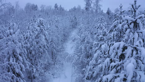 drone video of snow bent trees on a small forest road by dawn