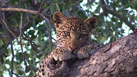 Vista-Cercana-Del-Joven-Leopardo-Cabeza-Inclinada-En-La-Rama-Del-árbol-Y-Mirando