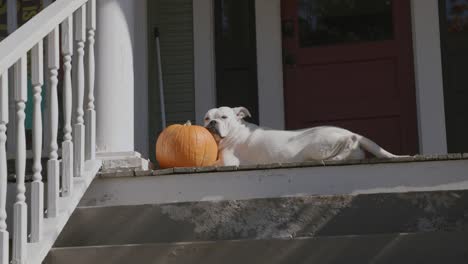 Acercando-Lentamente-Las-Imágenes-De-Un-Perro-Blanco-Que-Se-Queda-Dormido-Contra-Una-Calabaza-En-Un-Porche-Delantero-Bajo-El-Sol