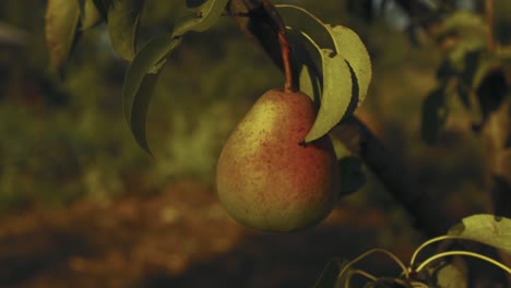 a static shot showing pear in the tree with sun rays