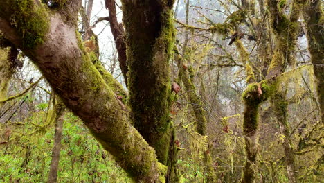 Weitwinkelaufnahmen,-Viele-Äste-Eines-Baumes-Mit-Algen-Darauf