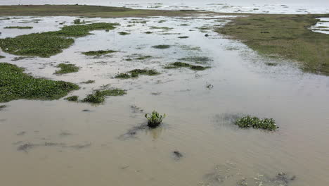 muddy water floods low land, producing green aquatic weeds