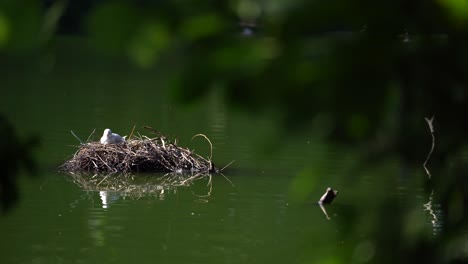 Eine-Lachmöwe,-Die-An-Einem-Sonnigen-Tag-Einen-Friedlichen-Moment-Genießt,-Der-Sich-Auf-Einem-Wassernest-Entspannt