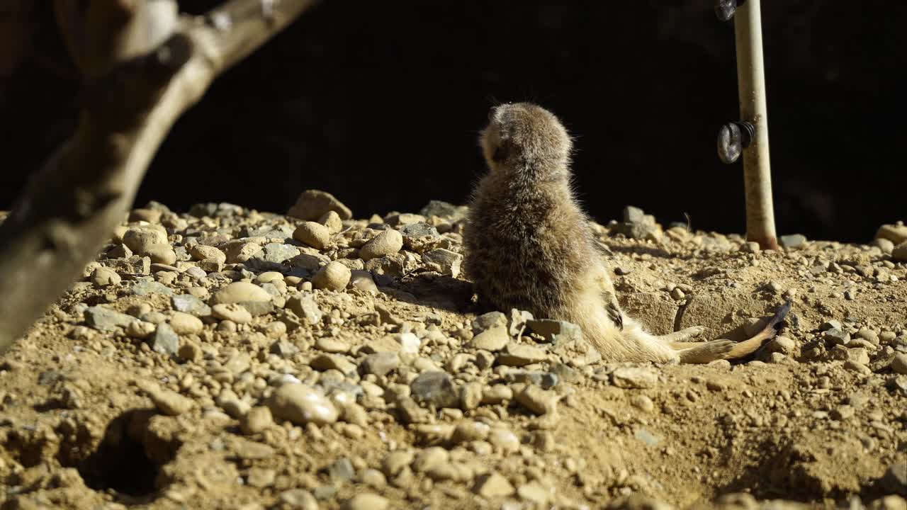 Two Cute Meerkats looking aruond