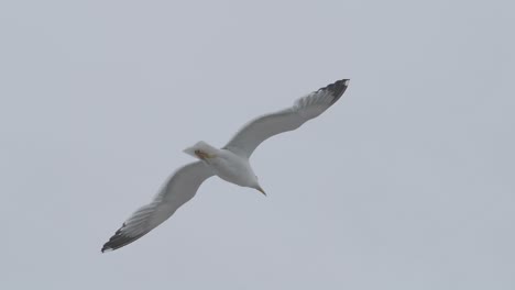 seagull bird enjoying his flight