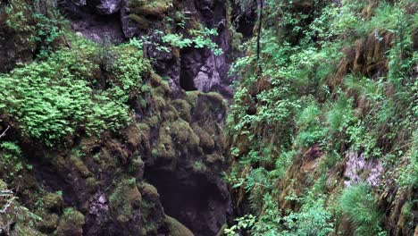 forest with rocks and moss