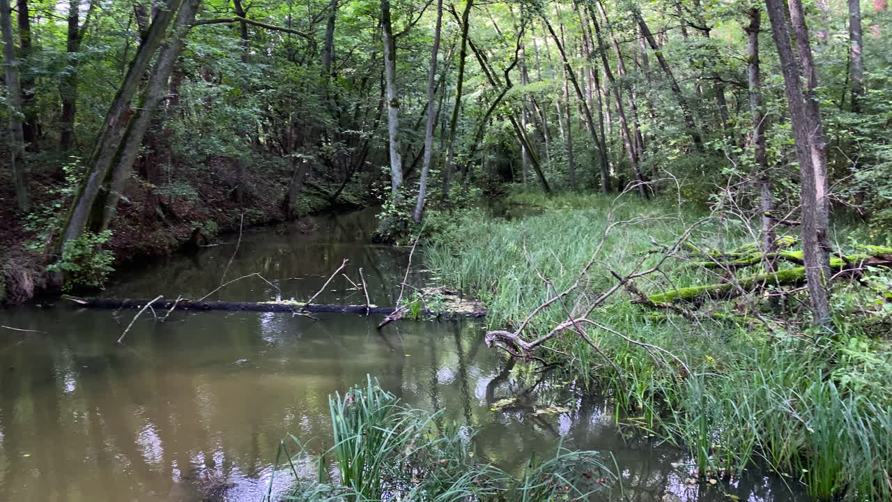 fantasmal obsesionado espeluznante witomino bosques polonia