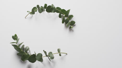 Video-of-green-plant-leaves-in-circle-with-copy-space-on-white-background