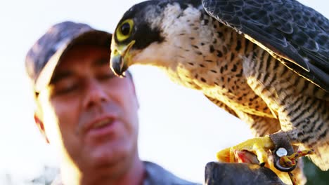 man feeding falcon eagle on his hand