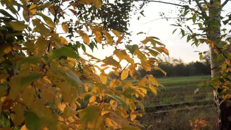 autumn leaves at sunset