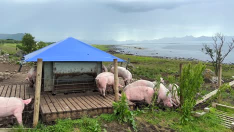 free range pigs eating with a scenic view outside along a rugged landscape