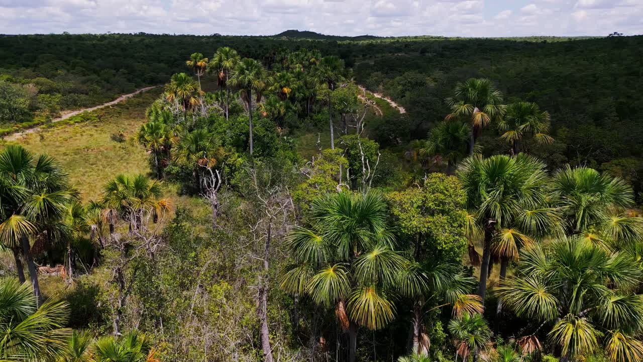 Brazilian Cerrado showing degraded vegetation and a dry riverbed, illustrating environmental degradation, drought, and climate change impacting natural ecosystems