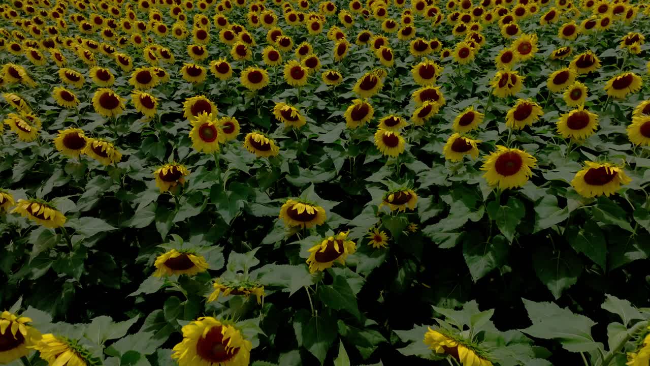Sunflower Field  Towards The West Maui Mountain Range
