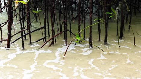 waves interact with mangrove roots at railay beach