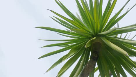 bottom up view to the tropical tree with leaves with blue sky in backgroung in summer sunshine day