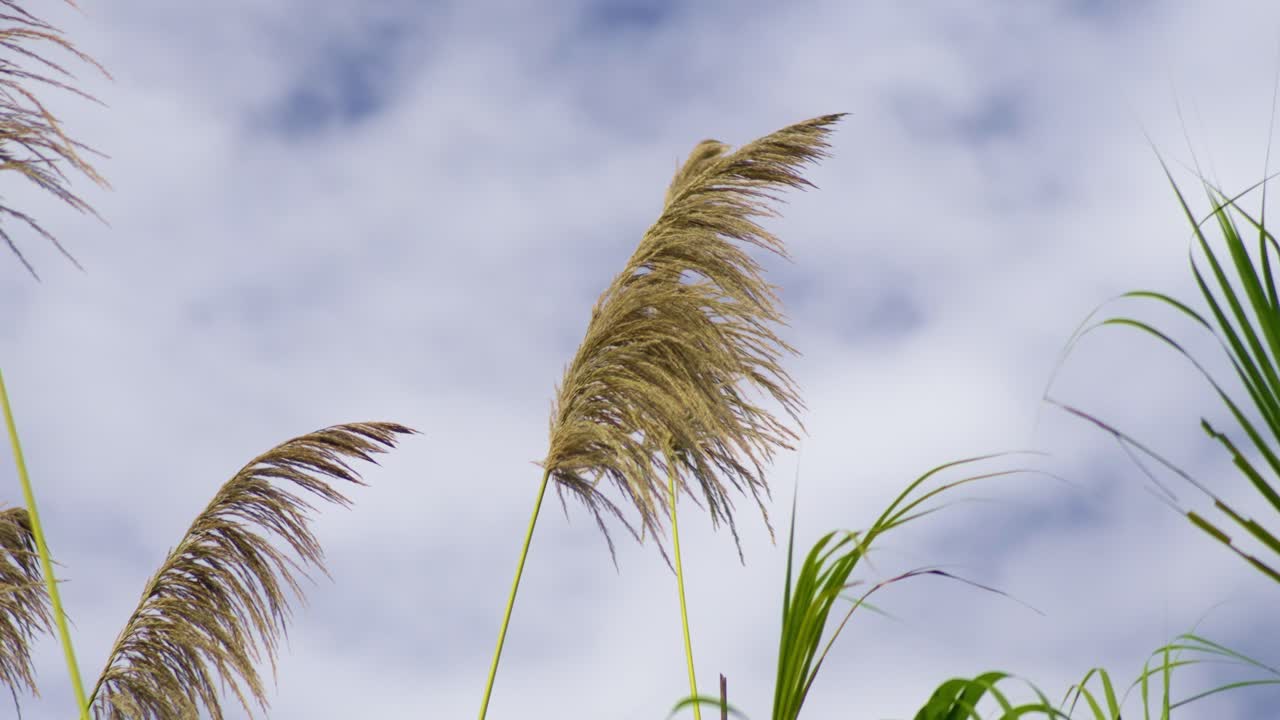 Tall pampas grass top in sunny blue sky in the wind, slow mo
