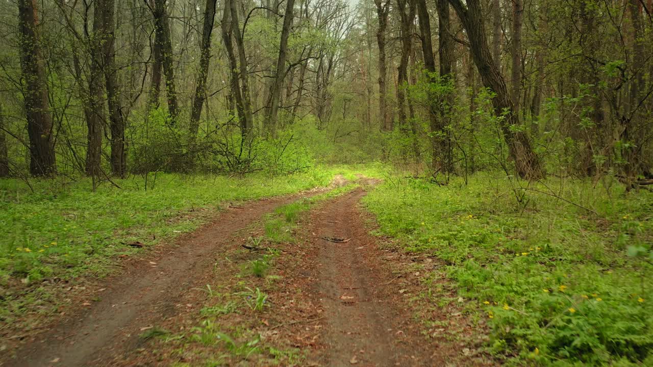 봄에 푸른 숲 길에서 숲 하이킹 - fpv 촬영의 도리